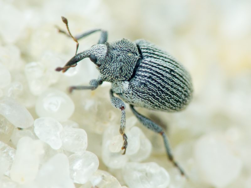 Ceutorhynchus Germar, 1824